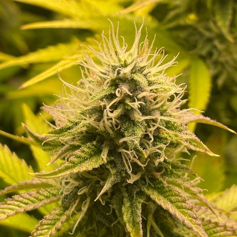 #1 growlog timeline photo