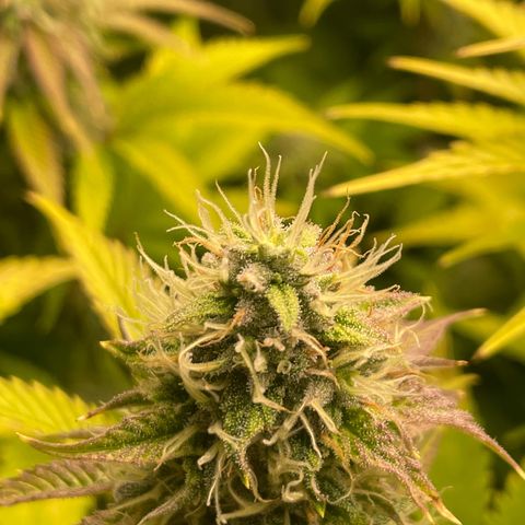 #1 growlog photo: Start of week 7