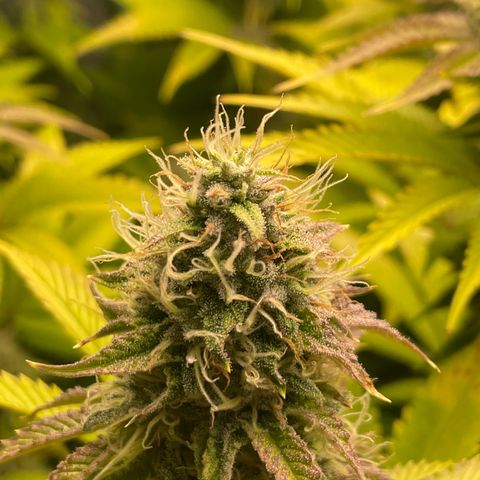 #1 growlog timeline photo
