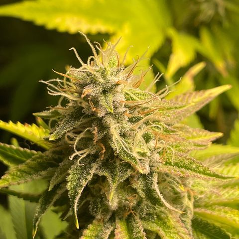 #1 growlog timeline photo