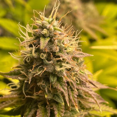 #1 growlog timeline photo