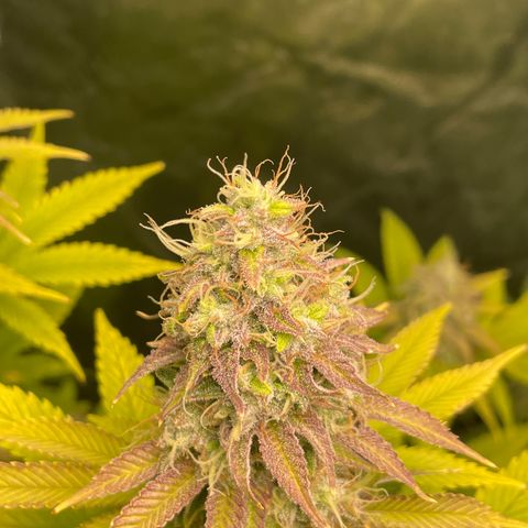#1 growlog timeline photo