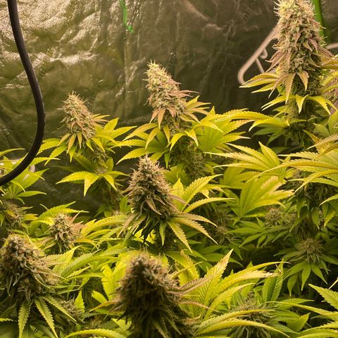#1 growlog timeline photo