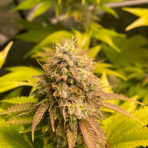 #1 growlog timeline photo