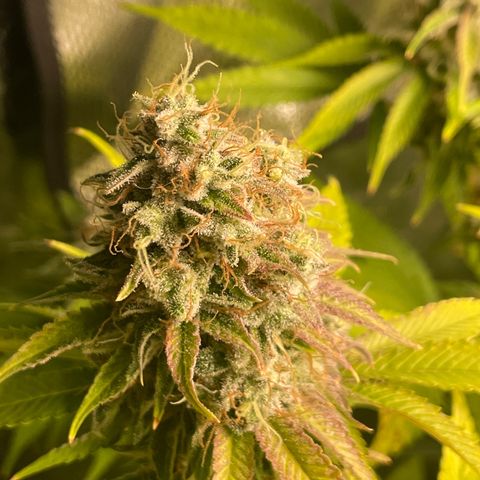 #1 growlog photo: 63F