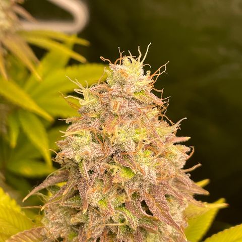 #1 growlog timeline photo