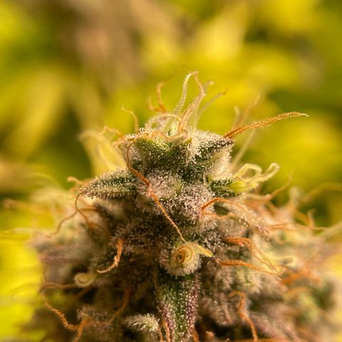 #1 growlog photo: 66F