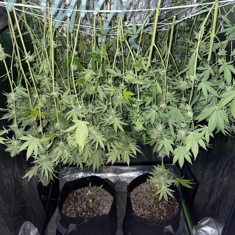 #1 growlog timeline photo
