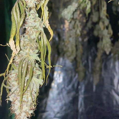 #1 growlog timeline photo