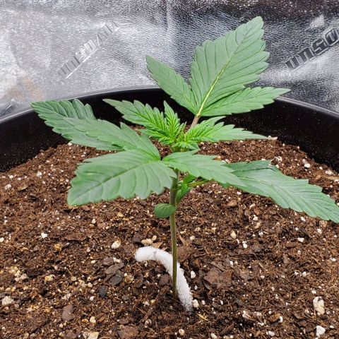 Tangerine Dream #4 growlog timeline photo