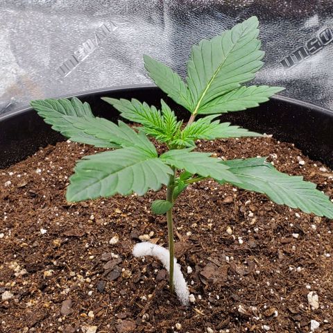 Tangerine Dream #4 growlog timeline photo