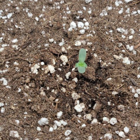 Qamile growlog timeline photo