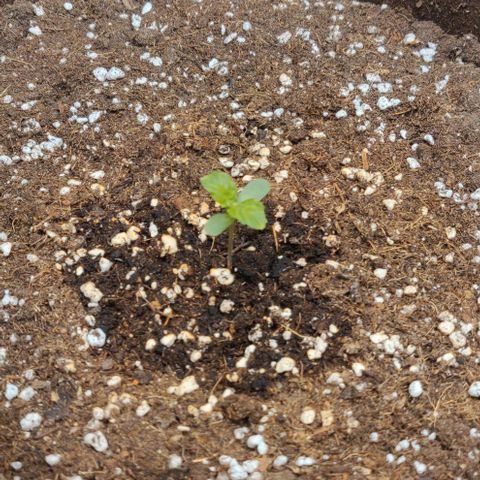 Qamile growlog timeline photo