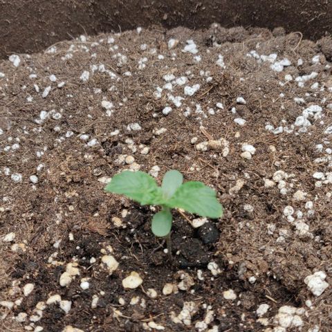 Qamile growlog timeline photo