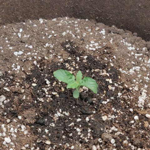 Qamile growlog timeline photo