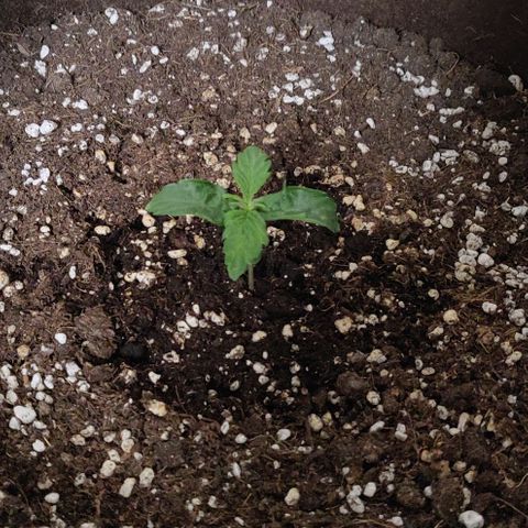 Qamile growlog timeline photo