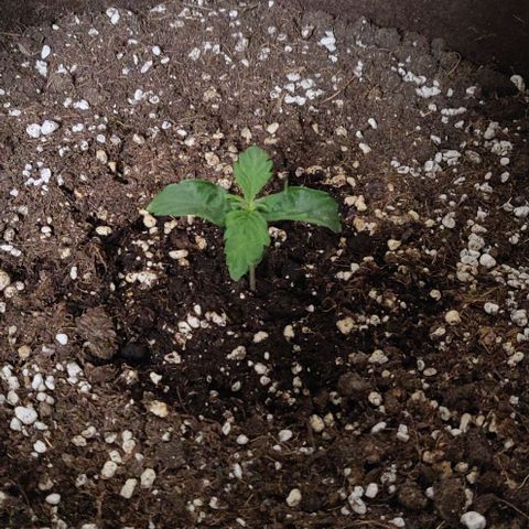 Qamile growlog timeline photo