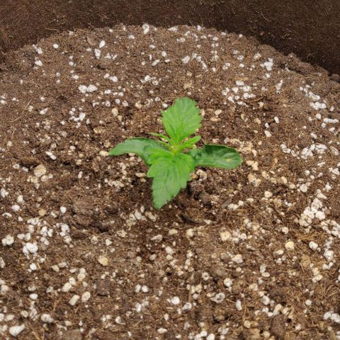 Qamile growlog timeline photo