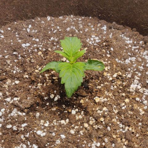 Qamile growlog timeline photo