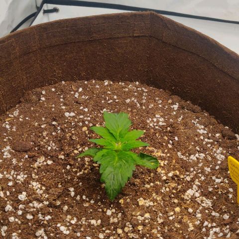 Qamile growlog timeline photo