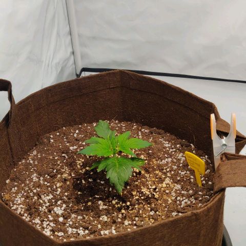 Qamile growlog timeline photo