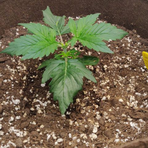 Qamile growlog timeline photo