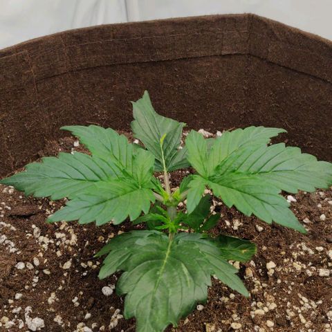 Qamile growlog timeline photo