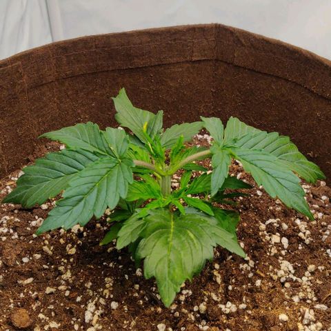Qamile growlog timeline photo