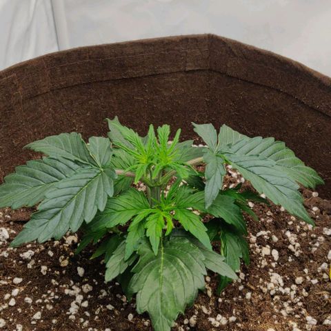 Qamile growlog timeline photo