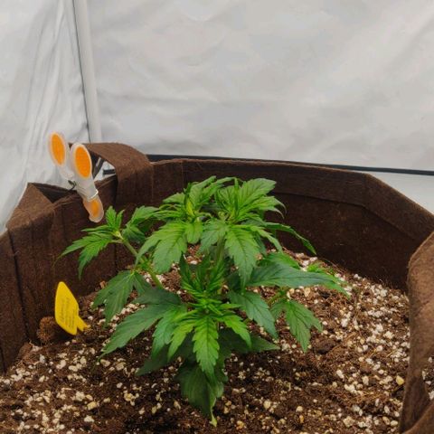 Qamile growlog timeline photo
