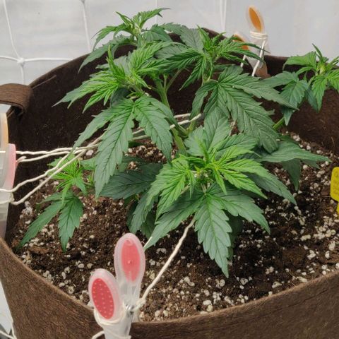 Qamile growlog timeline photo