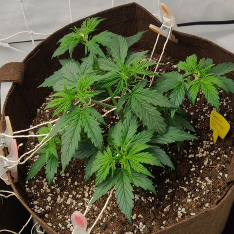 Qamile growlog timeline photo