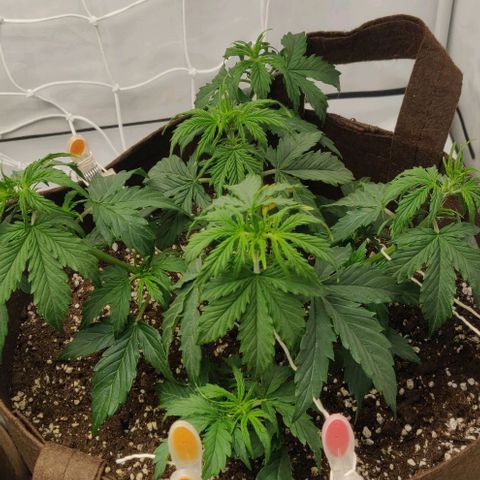 Qamile growlog timeline photo