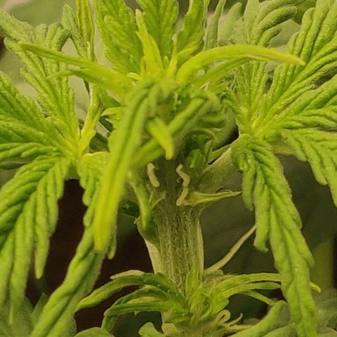 Qamile growlog timeline photo