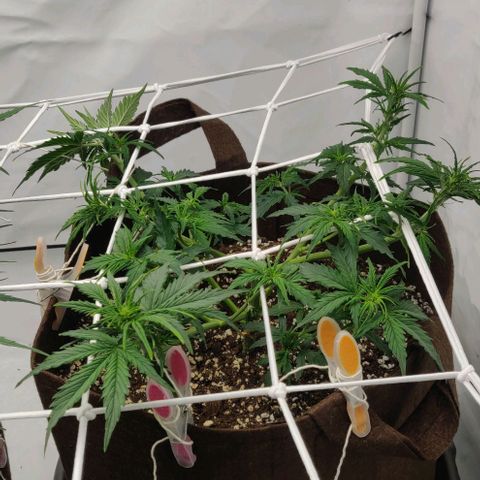 Qamile growlog timeline photo