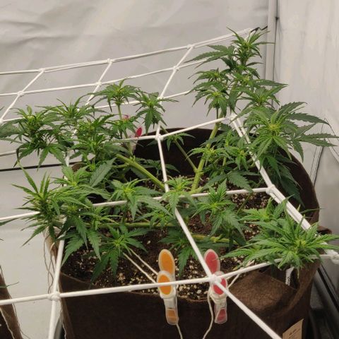 Qamile growlog timeline photo