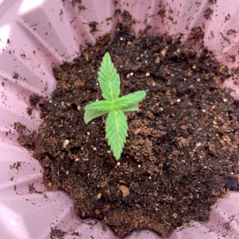 GSC 1 #2 growlog timeline photo