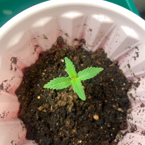 GSC 1 #2 growlog timeline photo