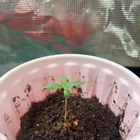 GSC 1 #2 growlog timeline photo