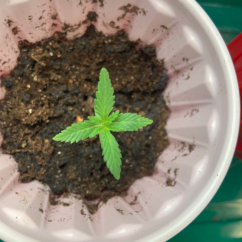 GSC 1 #2 growlog timeline photo