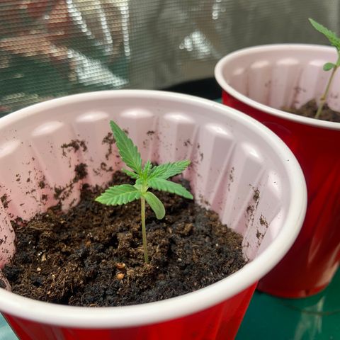 GSC 1 #2 growlog timeline photo
