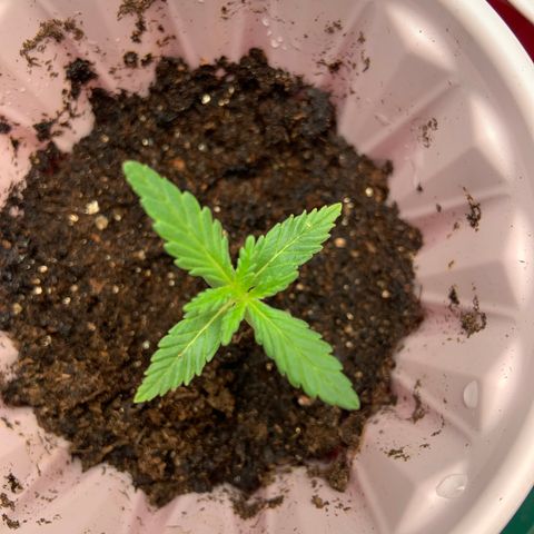 GSC 1 #2 growlog timeline photo