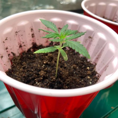 GSC 1 #2 growlog timeline photo