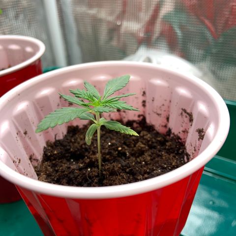 GSC 1 #2 growlog timeline photo