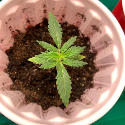 GSC 1 #2 growlog timeline photo