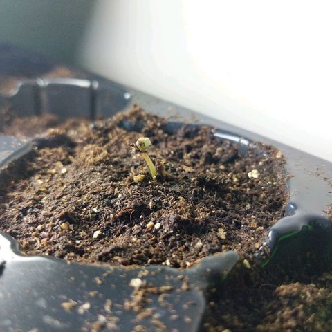 Amnesia Auto 1 growlog photo: Well at least I can sprout seeds this way. Sprouted on day 4 so she should be a strong one. It's very cool in the room as well so I'm glad this sprouted and is green. 