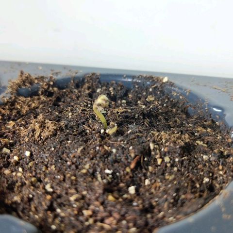 Amnesia Auto 1 growlog photo: Well at least I can sprout seeds this way. Sprouted on day 4 so she should be a strong one. It's very cool in the room as well so I'm glad this sprouted and is green. 
