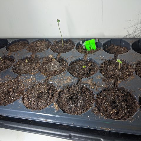 Amnesia Auto 1 growlog photo: Good thing all the Amnesia & Colorado Cookie seeds popped. I am 100% sure the Trans Siberian didn't do well because they were left in the postbox for 3-4 days in the cold and probably thawed out a couple times + I didn't plant them straight away either. 5 more have been ordered but, not shipped yet. They'll probably be a week or two behind the rest. 