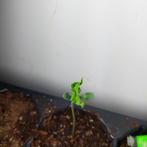 Amnesia Auto 1 growlog timeline photo