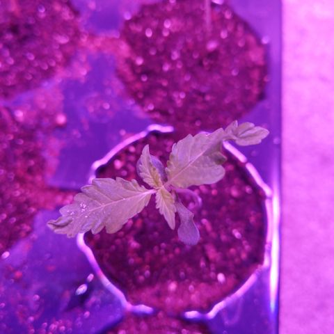 Amnesia Auto 1 growlog photo: Results of not enough light 